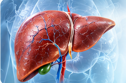 Medical illustration of the liver