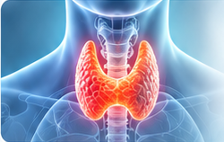 Medical illustration of the thyroid gland