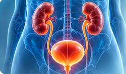 Medical illustration of the urinary tract